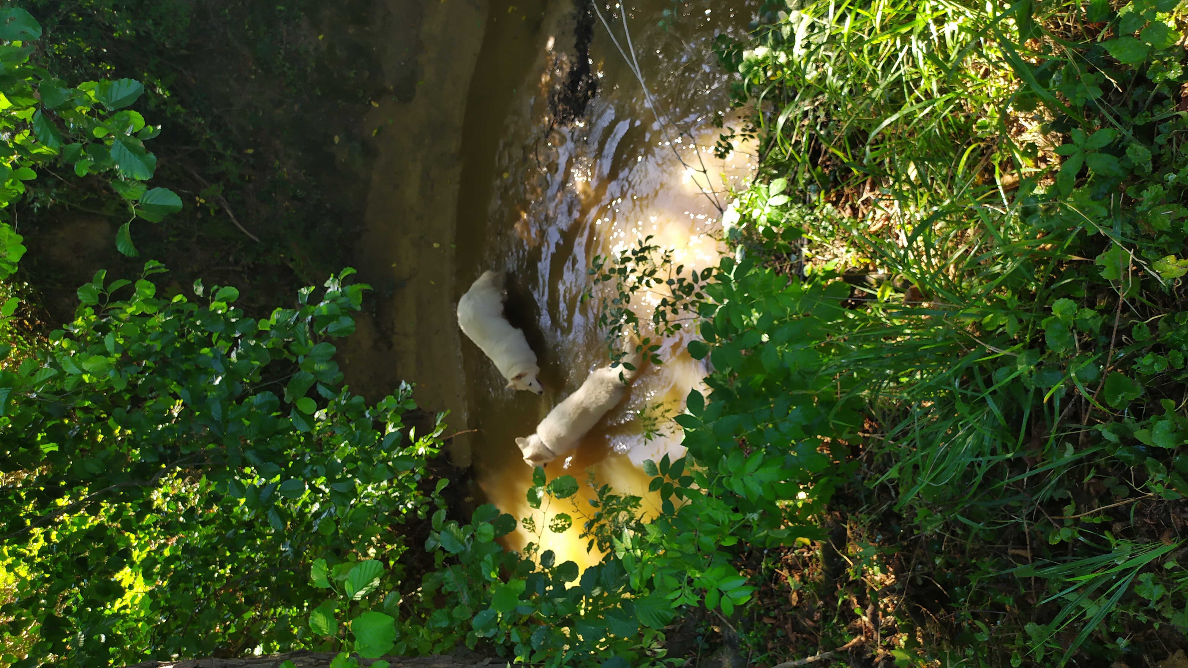 Baignade de Milky et d'Alaska.